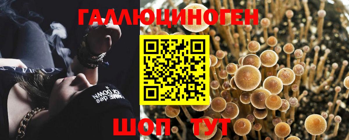 Галлюциногенные грибы Psilocybe Рубцовск